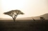 Serengeti Africa Safari