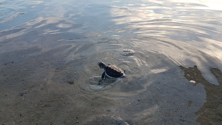 Baby Turtle, Libaran Island