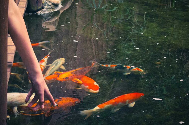 The Secret to Healthy Fish Ponds on Your Travels koi fish food for sale