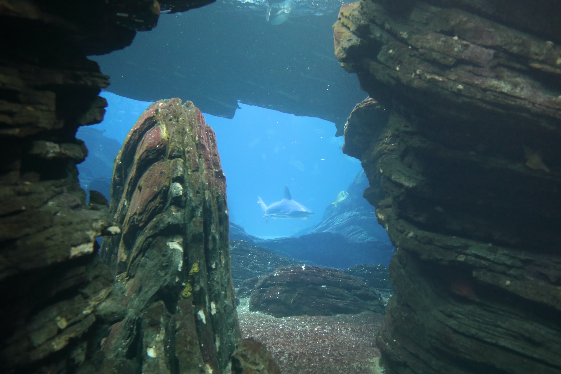 The Oceanarium | Lisbon