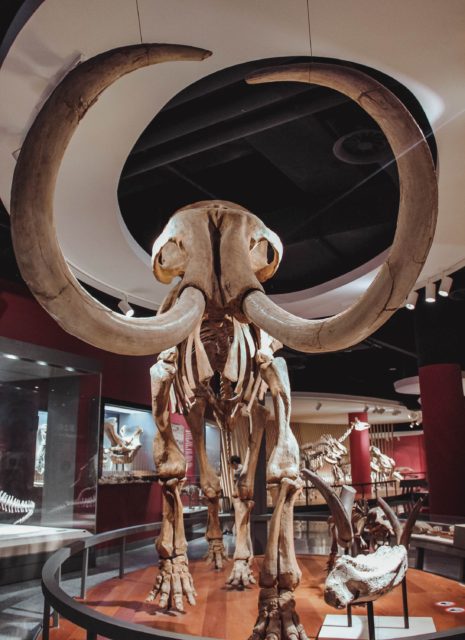 Mammoth Skeleton