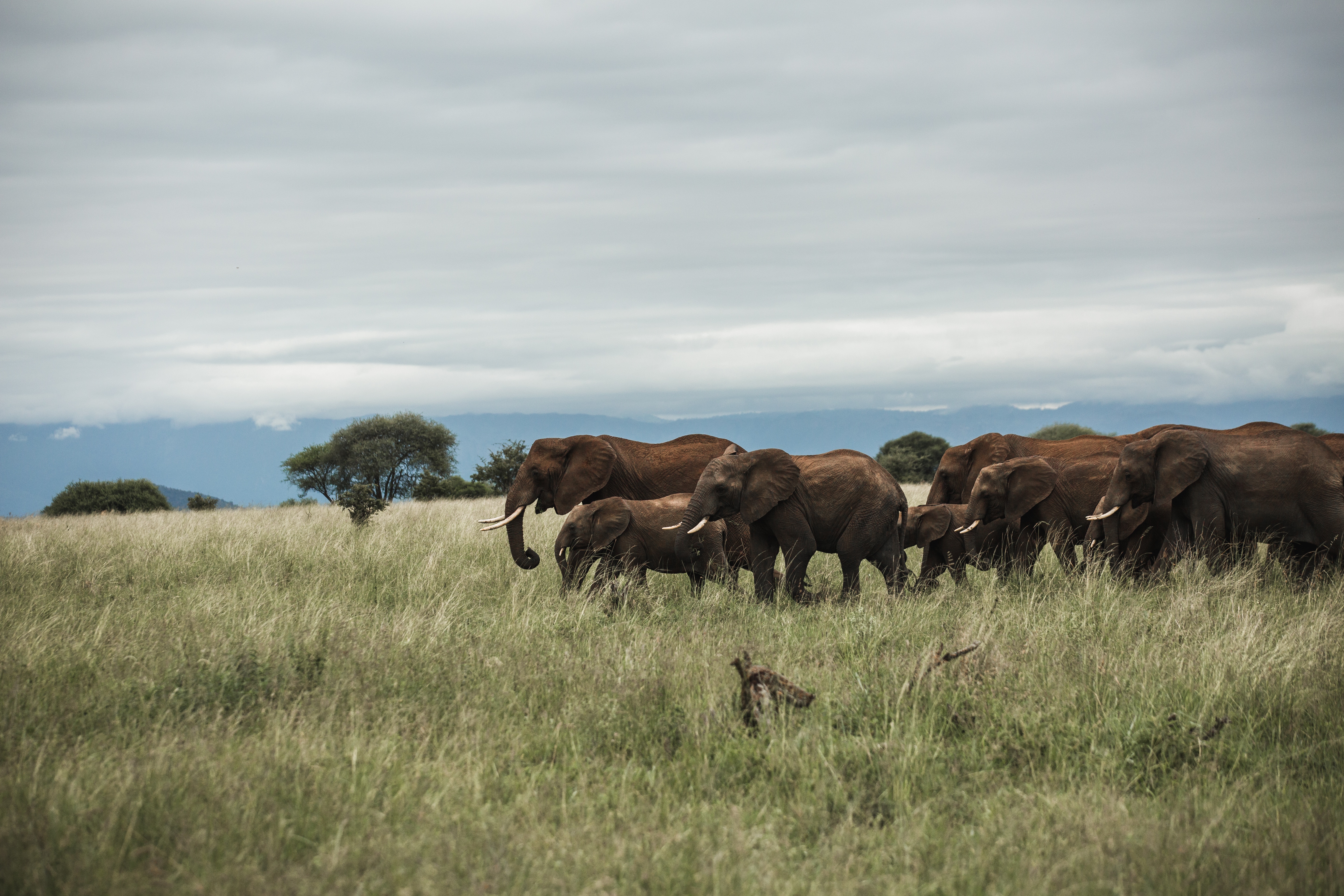 Serengeti