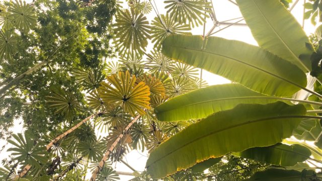 Eden project biomes