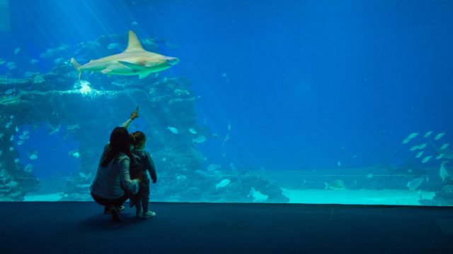 underwater, eilat