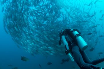 Yucatan Peninsula | Scuba Diving | Mexico