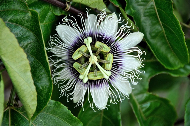 Amazon Passion Flower