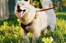 4 Dog Parks in Murfreesboro for a Great Outing | Find yourself around the Murfreesboro area and are looking for the right dog park to...