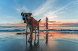 How to Replicate Your Dog’s Rest Corner at Home While You’re Travelling make your dog feel dog's rest area feel more at home