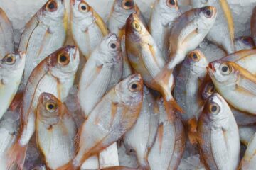 Sustainable Fishing Practices