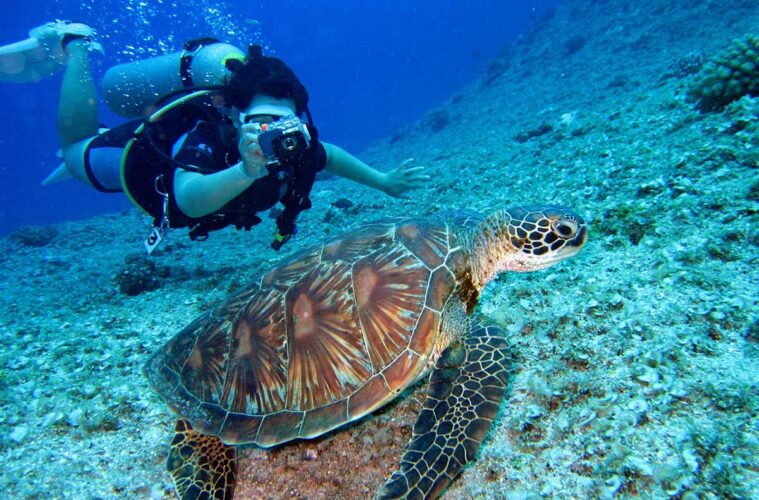 How to Set Up a Dive School on the Canary Islands
