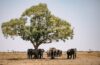 Botswana's biodiversity and wildlife tourism | Botswana stands as a premier destination for wildlife enthusiasts, offering a unique glimpse...