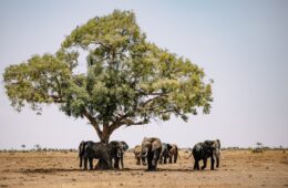 Botswana's biodiversity and wildlife tourism | Botswana stands as a premier destination for wildlife enthusiasts, offering a unique glimpse...