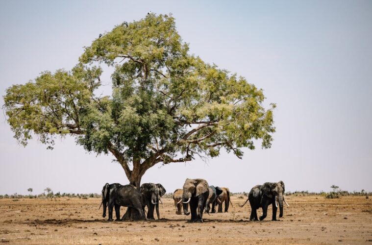 Botswana's biodiversity and wildlife tourism | Botswana stands as a premier destination for wildlife enthusiasts, offering a unique glimpse...