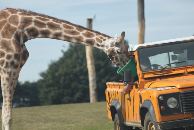 The Top 5 Drive-Through Safari Zoos in the UK