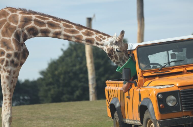 The Top 5 Drive-Through Safari Zoos in the UK