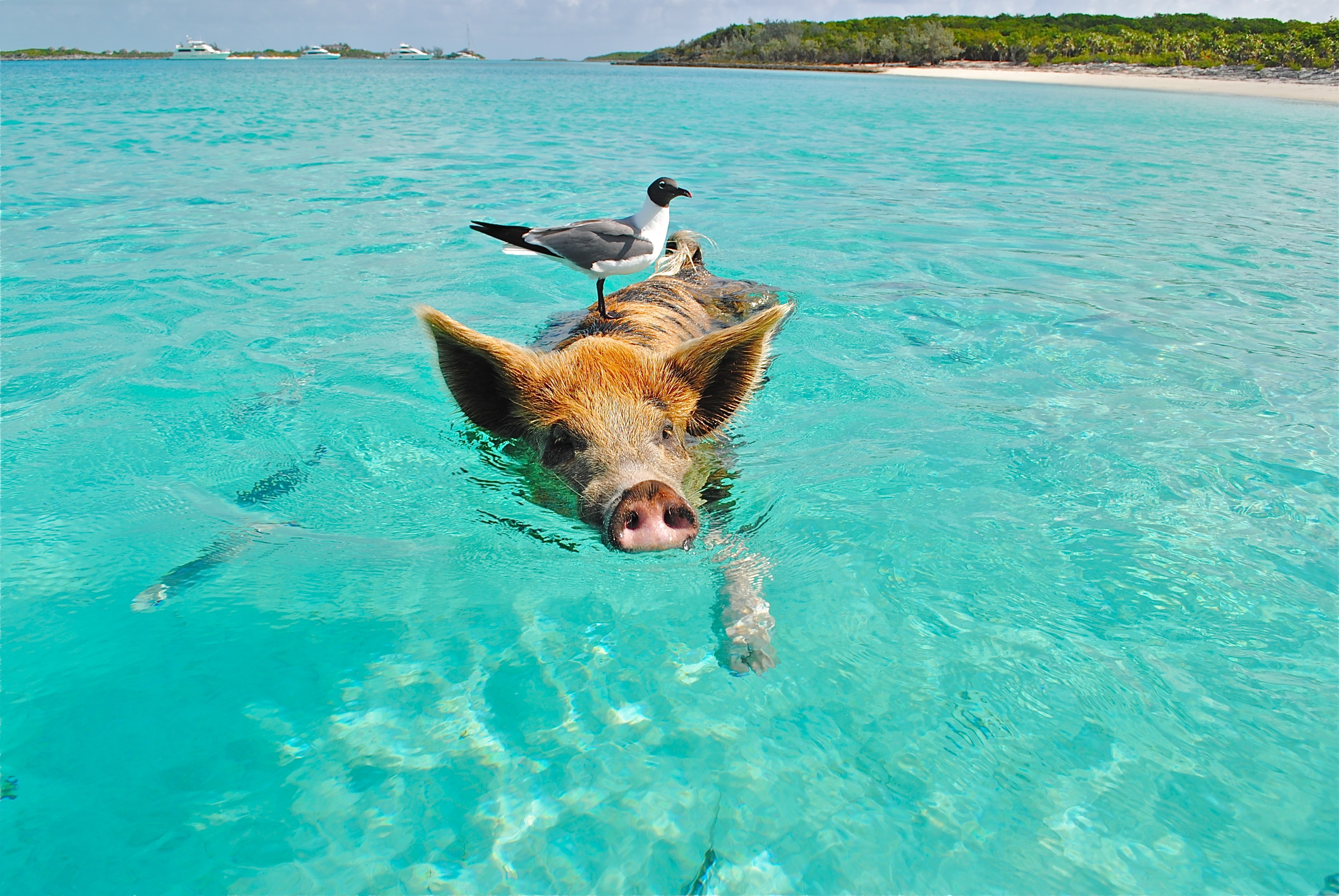 bahamas islands