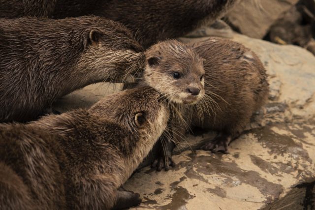 asian otters