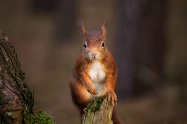 red squirrel