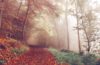 autumn wye valley forest dean