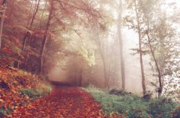 autumn wye valley forest dean