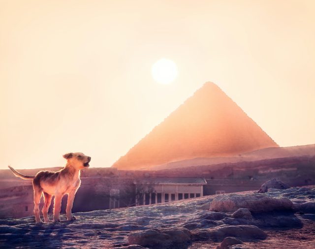 Egypt sun