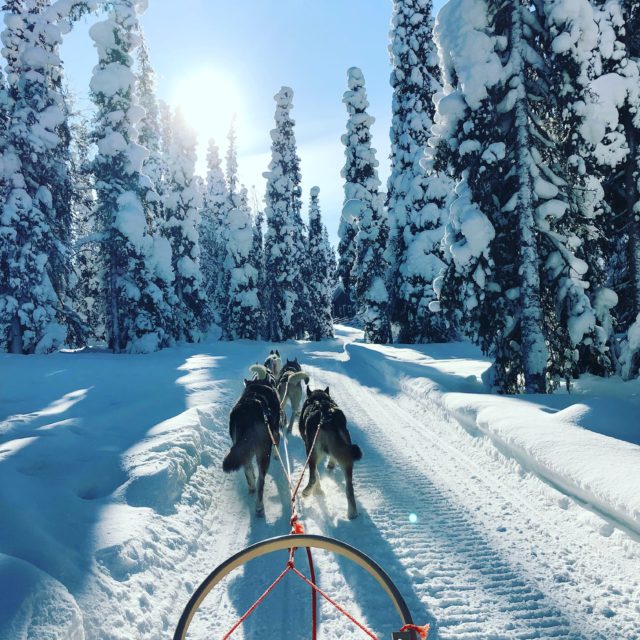 husky-drawn-sled