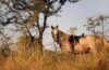 Horseback Safari in South Africa