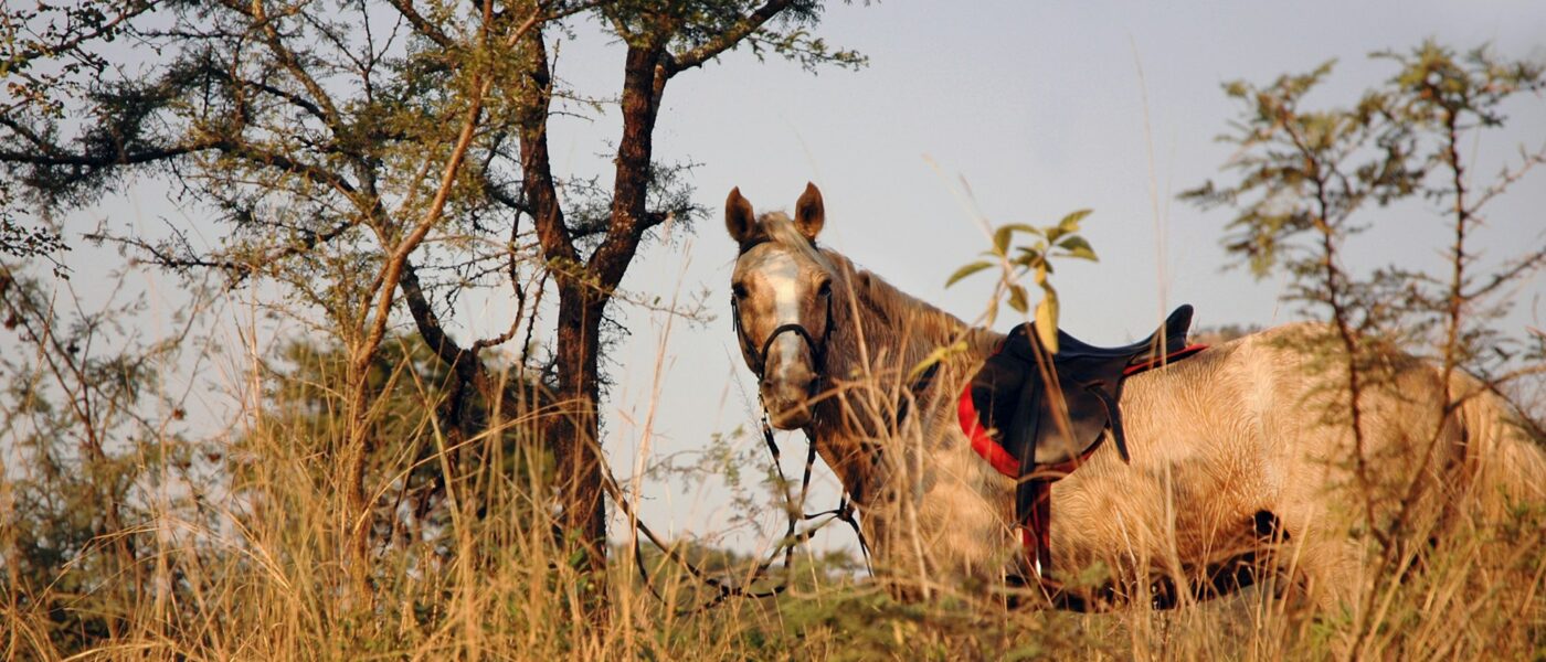 Horseback Safari in South Africa
