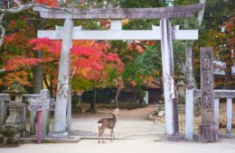 Nara Park Travel itinerary