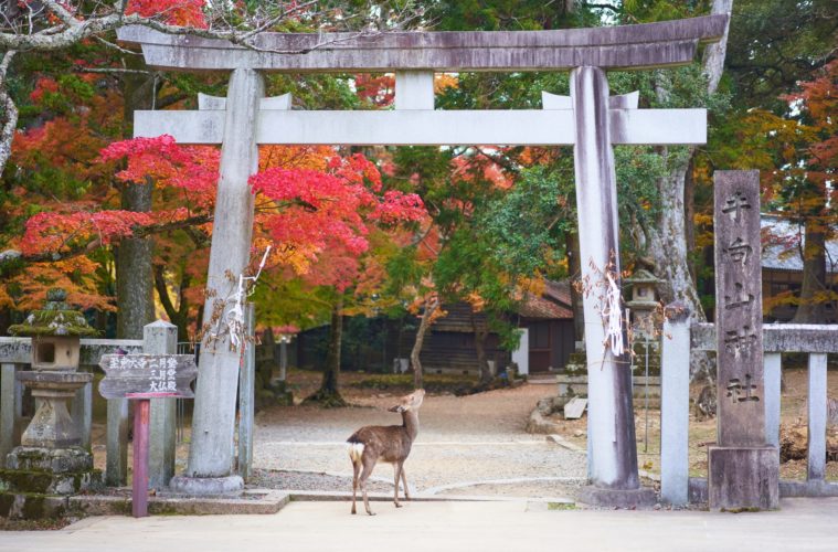 Nara Park Travel itinerary