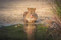 Wilpattu National Park