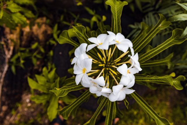 fiji flower