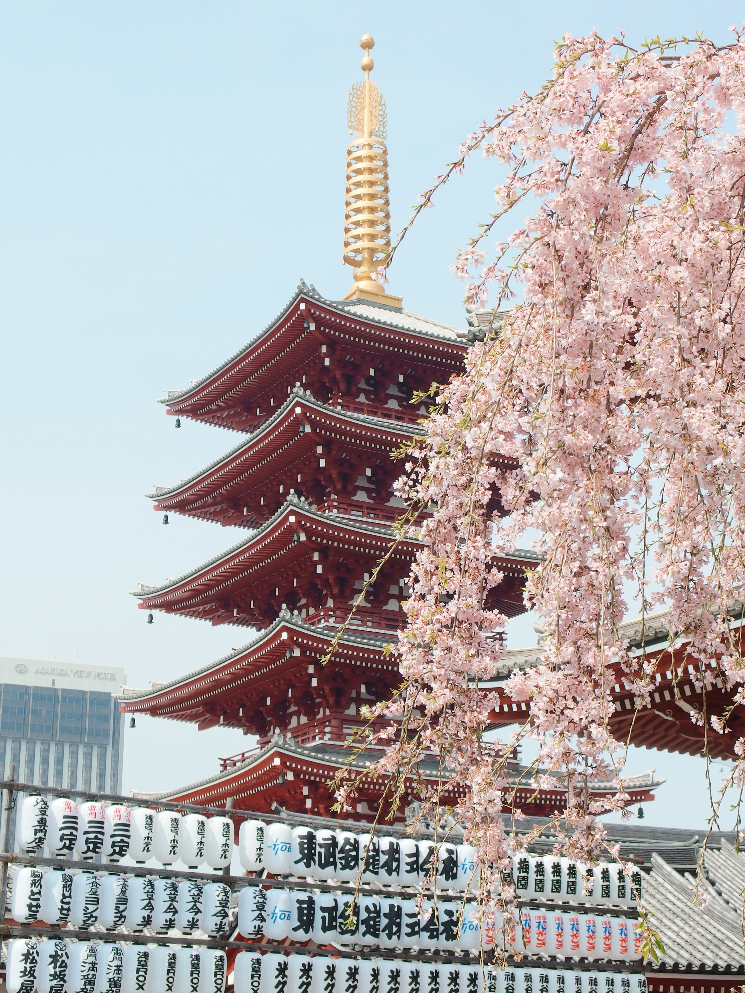 Cherry blossoms